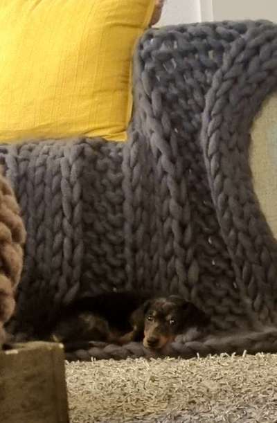 Rhodesian Ridgeback-Beitrag-Bild