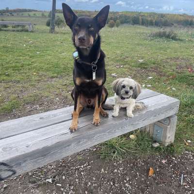 Wer hat einen Kelpie??-Beitrag-Bild