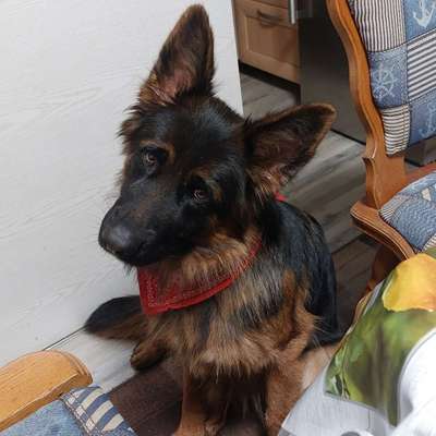 Hundetreffen-Suche spiel oder gassikameraden für meine hündin😊-Bild