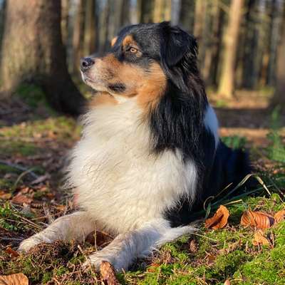 Hundetreffen-Übungspartner zum gemeinsamen trainieren, spielen und chillen gesucht-Bild