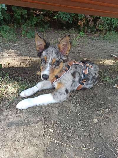 Welpen Bilder !-Beitrag-Bild