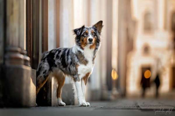 Merle x Merle vor 20-30 Jahren-Beitrag-Bild