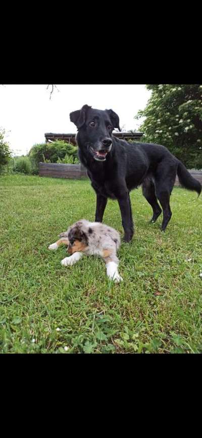 Mischlinge raten - Rätselspaß-Beitrag-Bild