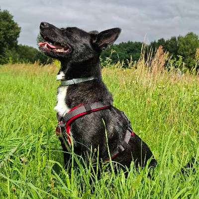 Hundetreffen-Hunde Treffen-Bild