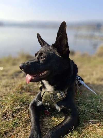 Hundetreffen-Spaziergang-Bild
