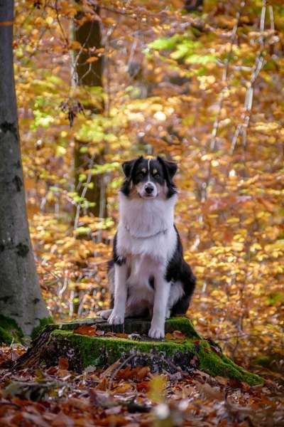 Hundetreffen-Spiel- und Gassirunde 🐾-Bild