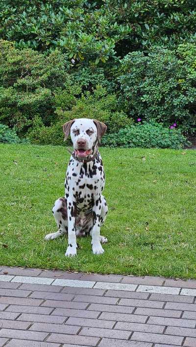 Hundetreffen-Sozial Walk-Bild