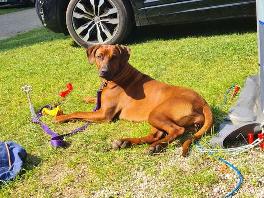 Rhodesian Ridgeback-Beitrag-Bild