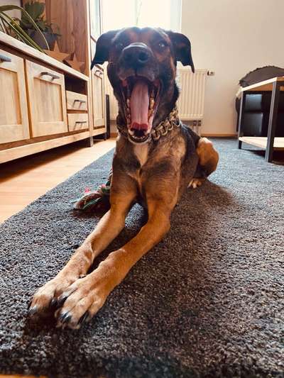 Zeigt eure verrücktesten Hundebilder-Beitrag-Bild