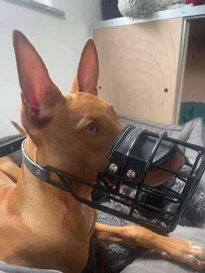 Wie sitzt mein Maulkorb / Maulkorb-Beratung-Beitrag-Bild