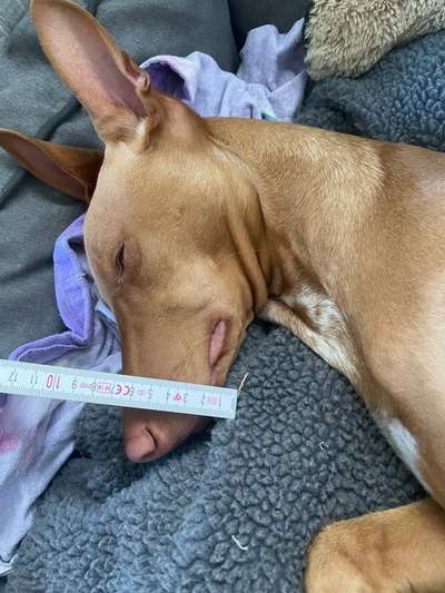 Wie sitzt mein Maulkorb / Maulkorb-Beratung-Beitrag-Bild