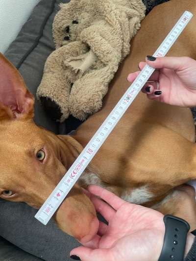 Wie sitzt mein Maulkorb / Maulkorb-Beratung-Beitrag-Bild