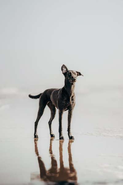 Mischlinge raten - Rätselspaß-Beitrag-Bild