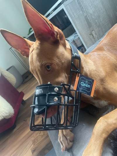 Wie sitzt mein Maulkorb / Maulkorb-Beratung-Beitrag-Bild