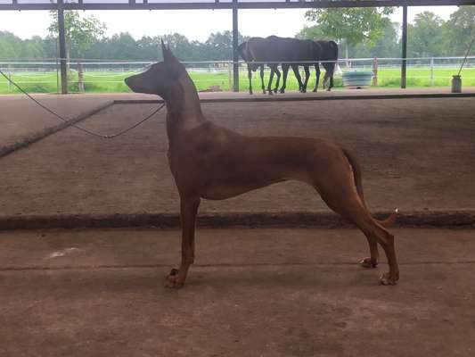 Wie sitzt mein Geschirr?-Beitrag-Bild