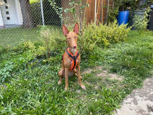 Wie sitzt mein Geschirr?-Beitrag-Bild