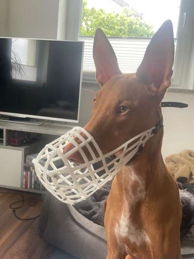 Wie sitzt mein Maulkorb / Maulkorb-Beratung-Beitrag-Bild