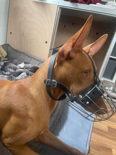 Wie sitzt mein Maulkorb / Maulkorb-Beratung-Beitrag-Bild