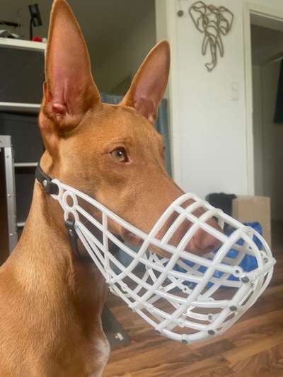 Wie sitzt mein Maulkorb / Maulkorb-Beratung-Beitrag-Bild