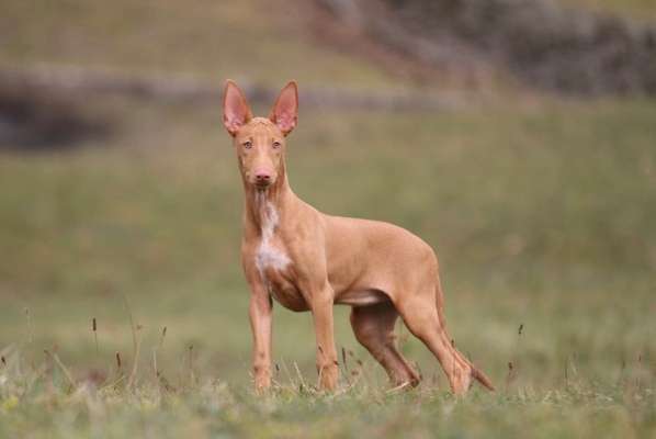 Windhunde - Treffen der besonderen Schönheiten
HERZLICH WILLKOMMEN-Beitrag-Bild