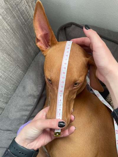 Wie sitzt mein Maulkorb / Maulkorb-Beratung-Beitrag-Bild