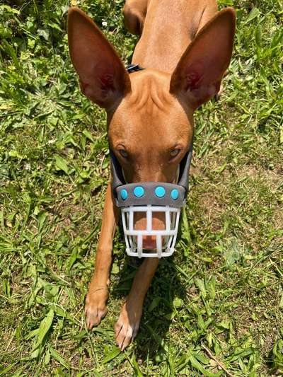 Wie sitzt mein Maulkorb / Maulkorb-Beratung-Beitrag-Bild