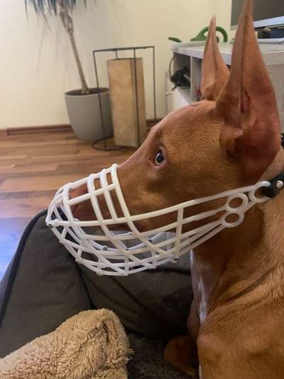 Wie sitzt mein Maulkorb / Maulkorb-Beratung-Beitrag-Bild