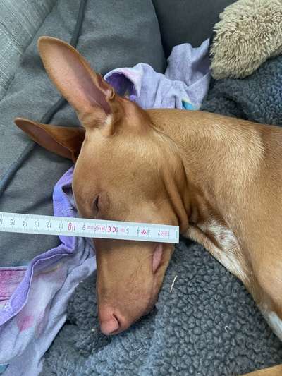 Wie sitzt mein Maulkorb / Maulkorb-Beratung-Beitrag-Bild