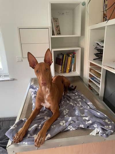 Reinrassige Hunde?-Beitrag-Bild