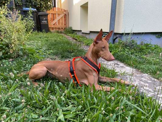 Wie sitzt mein Geschirr?-Beitrag-Bild