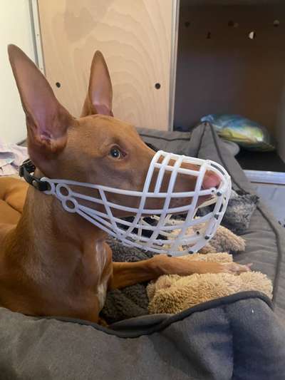 Wie sitzt mein Maulkorb / Maulkorb-Beratung-Beitrag-Bild