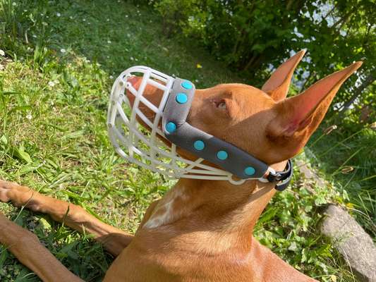 Wie sitzt mein Maulkorb / Maulkorb-Beratung-Beitrag-Bild