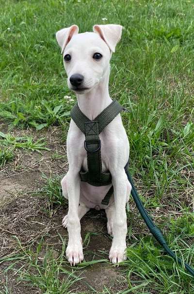 Wie sitzt mein Geschirr?-Beitrag-Bild