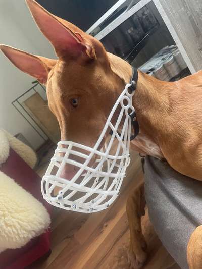 Wie sitzt mein Maulkorb / Maulkorb-Beratung-Beitrag-Bild