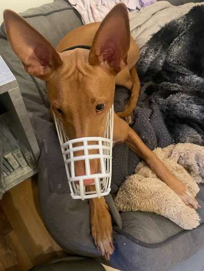 Wie sitzt mein Maulkorb / Maulkorb-Beratung-Beitrag-Bild