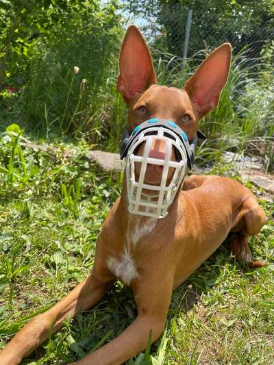 Wie sitzt mein Maulkorb / Maulkorb-Beratung-Beitrag-Bild