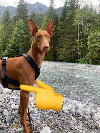 Wie sitzt mein Geschirr?-Beitrag-Bild