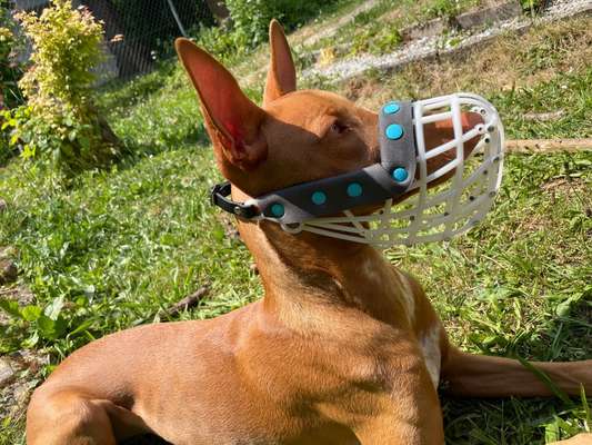 Wie sitzt mein Maulkorb / Maulkorb-Beratung-Beitrag-Bild