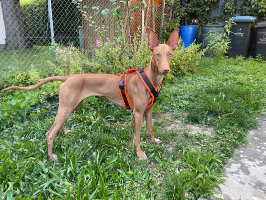 Wie sitzt mein Geschirr?-Beitrag-Bild