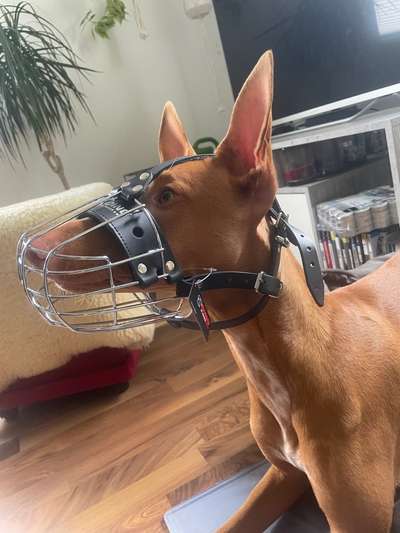 Wie sitzt mein Maulkorb / Maulkorb-Beratung-Beitrag-Bild