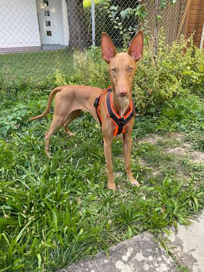 Wie sitzt mein Geschirr?-Beitrag-Bild