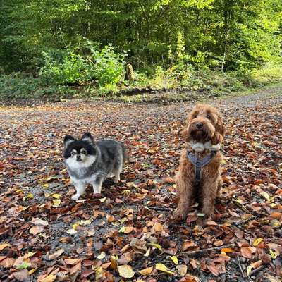 Hundetreffen-Spielen mit kleinen Hunderassen-Bild