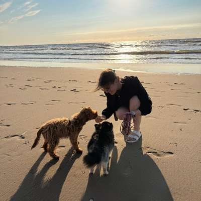 Hundetreffen-Spielen mit kleinen Hunderassen-Profilbild