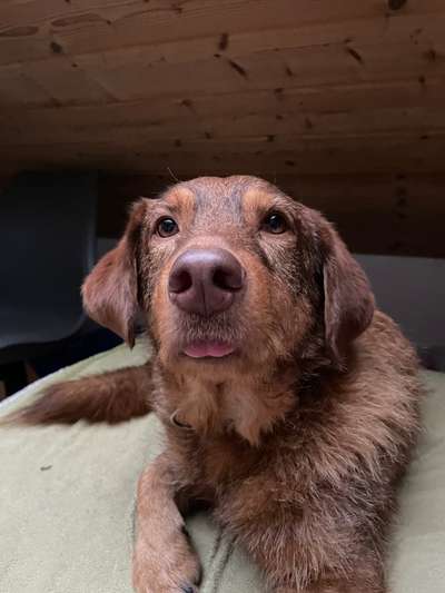 Fotochallenge Nr. 59 - Mein Hund zeigt die Zunge-Beitrag-Bild