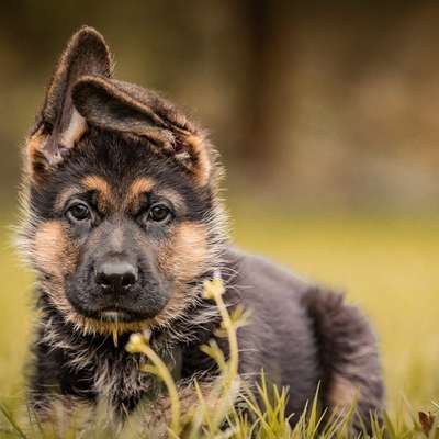 %{de_profession_title} Beratung vor dem Hundekauf %{location} – Dogorama