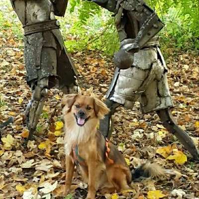 Hundetreffen-Gassi- und Spielerunde-Bild