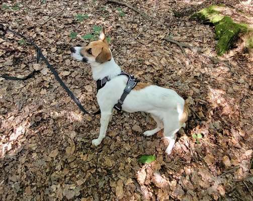 Wie kamst du zu deinem Hund?-Beitrag-Bild