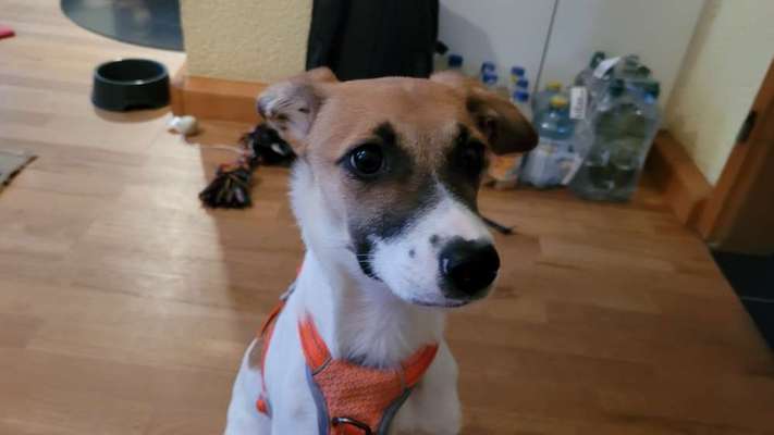 Wie kamst du zu deinem Hund?-Beitrag-Bild