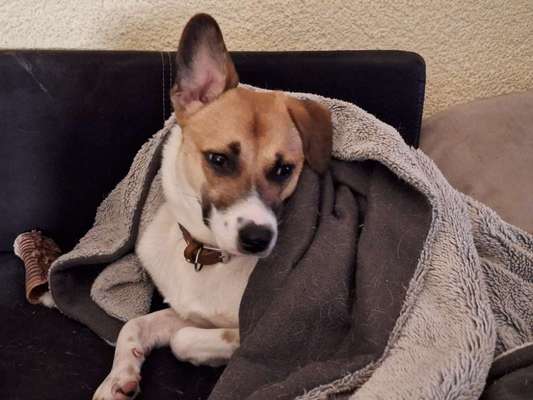 TierschutzhundeStammtisch🐕-Beitrag-Bild