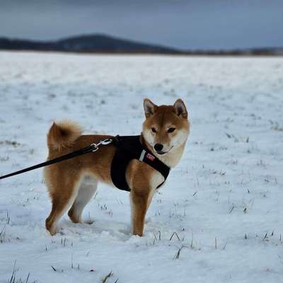 Shiba - Eltern-Beitrag-Bild